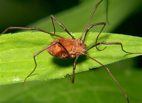 Harvestman .